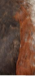 Photo Textures of Animals Skin